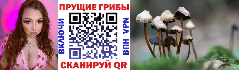 Галлюциногенные грибы Psilocybe  Купить где  Высоковск 